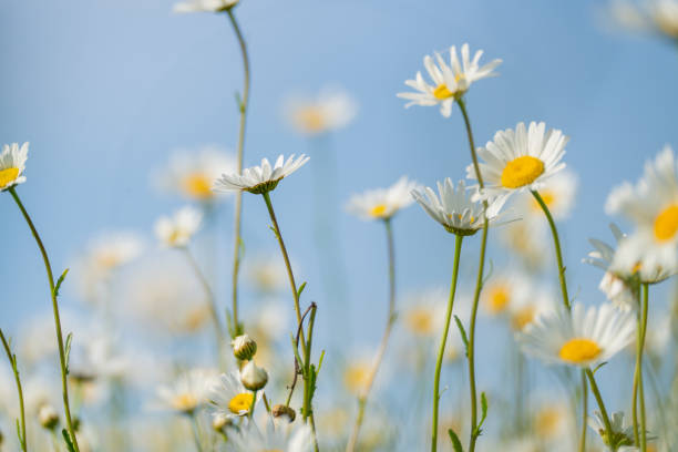 istock Daisy Chamomile background. Beautiful nature scene with blooming chamomilles in sun flare. Sunny day. Summer flowers. 2086792951