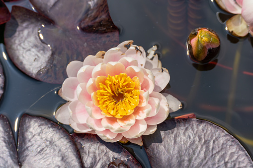 Pink lotus water lily flower in pond, waterlily with green leaves blooming.