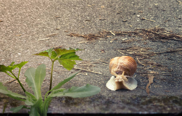 A striped grove snail on the apple isolated on the blue background