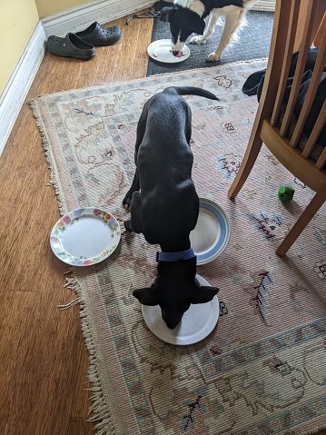 A Puppy and a Border Collie licking plates on the kitchen floor