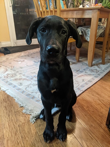 Half Black Lab and Half Great Dane Puppy sitting on the floor of the kitchen looking cute