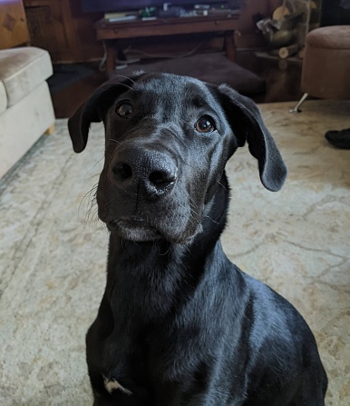 Half Black Lab and Half Great Dane Puppy sitting in the living room looking at the camera