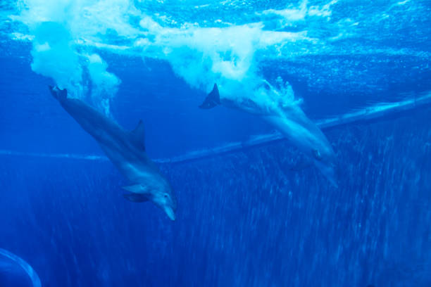 istock Dolphins couple swimming in aquarium. Blue light, underwater 2086817406