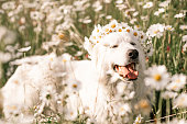 Daisies white dog Maremma Sheepdog in a wreath of daisies sits on a green lawn with wild flowers daisies, walks a pet.