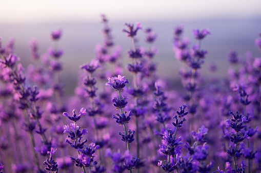 Lavender flower background. Violet lavender field sanset close up. Lavender flowers in pastel colors at blur background. Nature background with lavender in the field