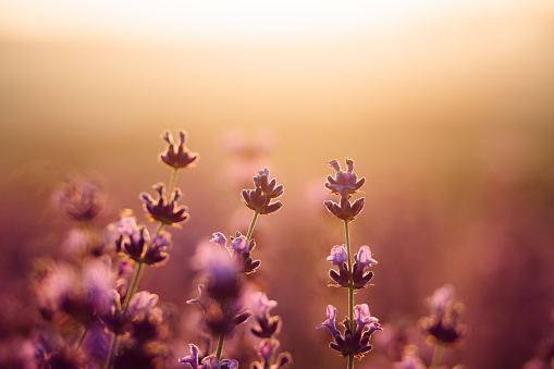Lavender flower background. Violet lavender field sanset close up. Lavender flowers in pastel colors at blur background. Nature background with lavender in the field