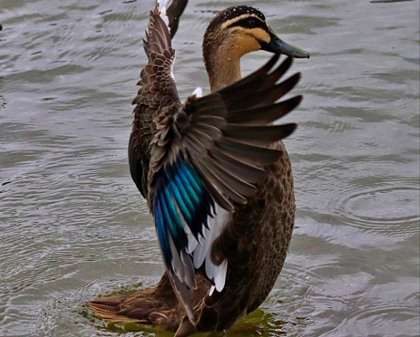 A small Mallard duck with spread wings in water