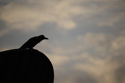 Bird Silhouette. A crow perched on a satellite dish with evening cloudy sky.