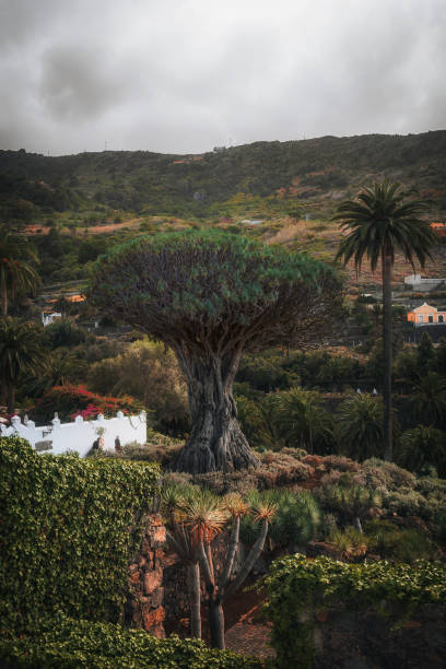 istock Famous Drago Tree - Icod de los Vinos, Tenerife, Canary Islands 2086876300