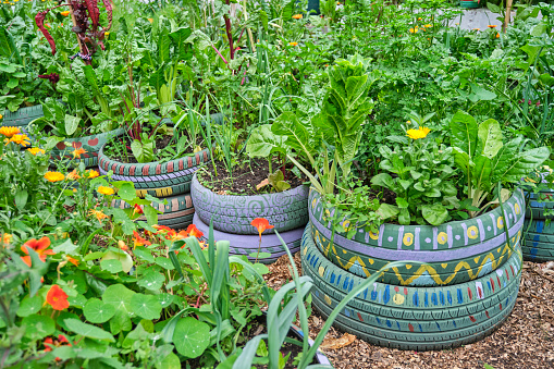 Edible plants planted in reused painted old tires in an urban vegetable garden, sustainable production of healthy food in the city. Concepts of sustainable agriculture, reusing and zero waste.