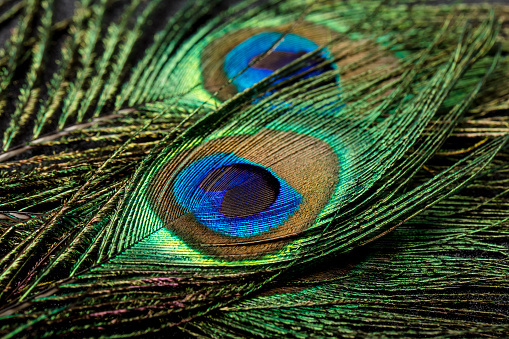 Close-up of beautiful peacock feathers.
