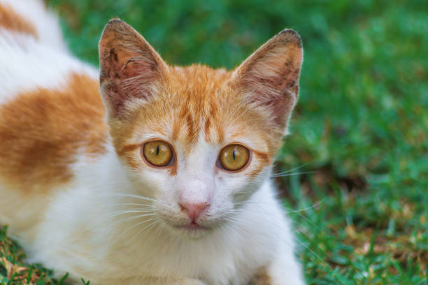 Tabby cat on the street.