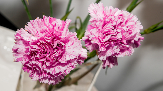 A pair of vibrant pink and white carnations showcasing their ruffled petals and delicate coloration