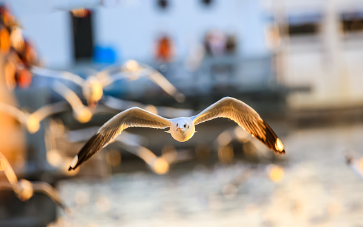 Seagulls fly and look for food near the sea, close to people.