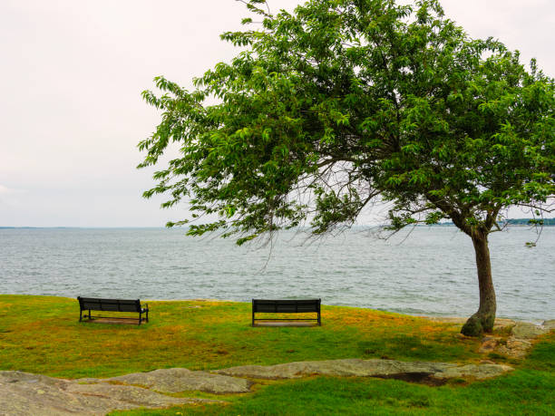 istock Two empty benches on the grassy beach hill under the elm tree 2086926215