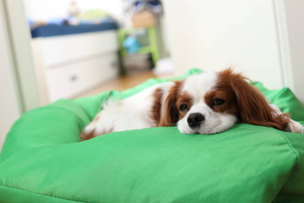 Our cavalier king Charles Spaniel loves to be a pet. Just started to enjoy the new cosy bed.