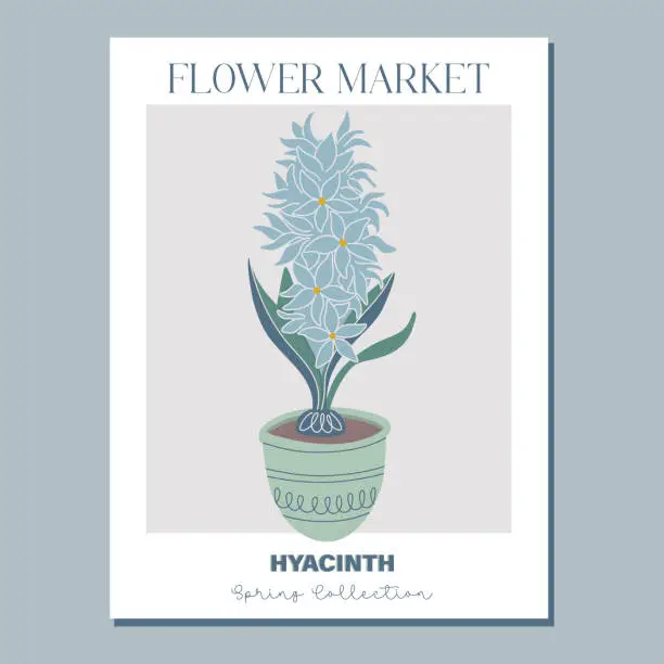 Vector illustration of Flower poster. Trendy botanical wall art with hyacinth grows from a bulb in flowerpot. Fresh blooms, potted jacinth houseplant. Modern interior decoration. Flat style vector illustration.
