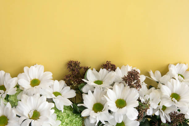 istock White chrysanthemum on yellow background with space for message 2086936626