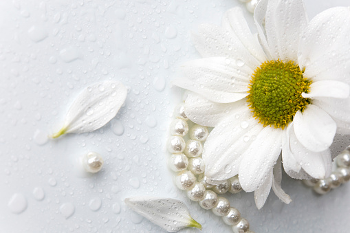 White chrysanthemum and pearls on white background with space for message
