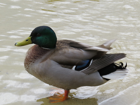 Great photo of a curious Duck