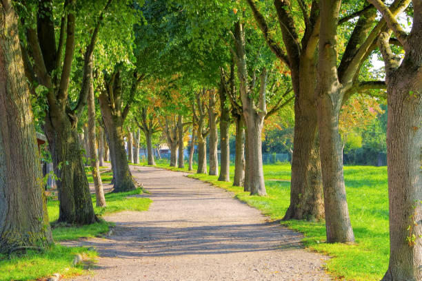 istock near the town Barth landscape with old lime tree avenue 2086947402