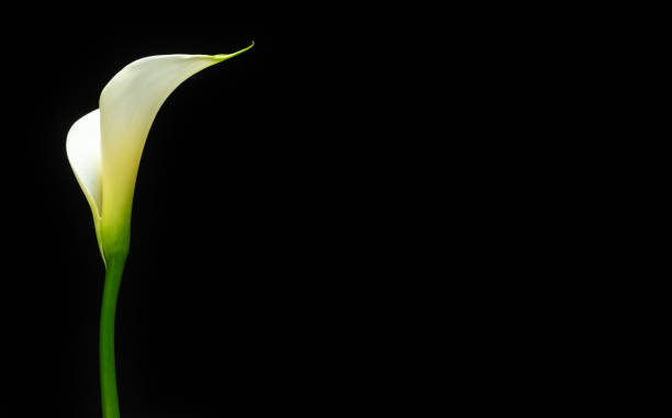 istock White calla lily flower on black background. Copy space. 2086948116