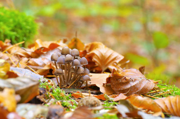 a group of Mycena mushrooms in autumn forest