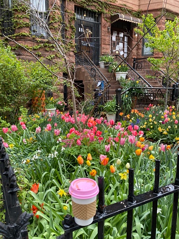 Flower garden in brownstone Brooklyn neighborhood with bright blooming flowers of pink, orange, red and yellow. Takeaway coffee cup with pink lid in foreground. USA, United States, stock photo.