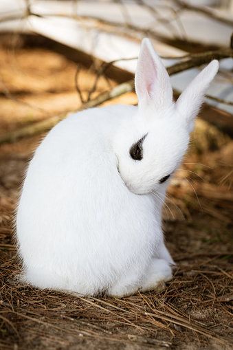 Blanc de hotot rabbit