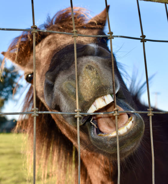 istock Adorable, silly pony horse, laughing with mouth open 2086962463