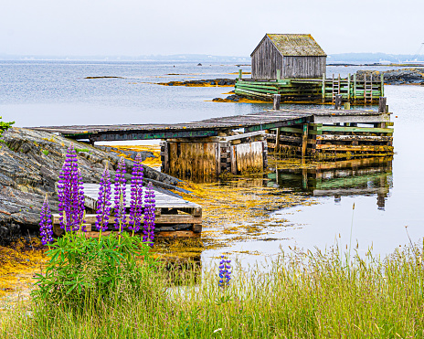 Lupin blooming on the shoreline with a boat house at Blue Rocks, Nova Scotia.