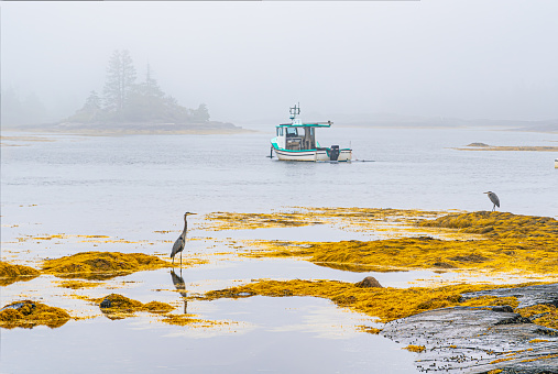 Heron poised for a catch at Blue Rocks Harbor, Nova Scotia.