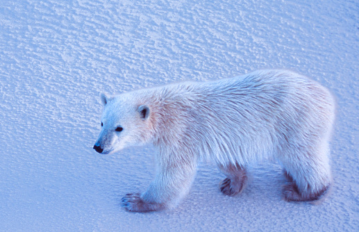 Close-up of one polar bear cub(Ursus maritimus) standing on the frozen ice along the Hudson Bay, waiting for the bay to freeze over.

Taken in Cape Churchill, Manitoba, Canada.