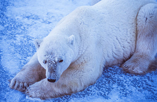 Tired polar bear laying on a rock and relaxing with his bird friend