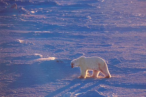 One wild polar bear (Ursus maritimus) walking, on the frozen tundra along the Hudson Bay, waiting for the bay to freeze over so it can begin the hunt for ringed seals.\n\nTaken in Cape Churchill, Manitoba, Canada.