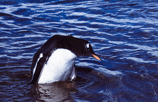 One wild gentoo penguin standing in Antarctica water looking for any fish that may be nearby.