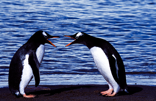 Two wild gentoo penguins (Pygoscelis papua), the adult on the right and a grown chick on the left.  The chick is vocalizing to the adult that it is hungry and wants to be fed and the adult is responding back.
