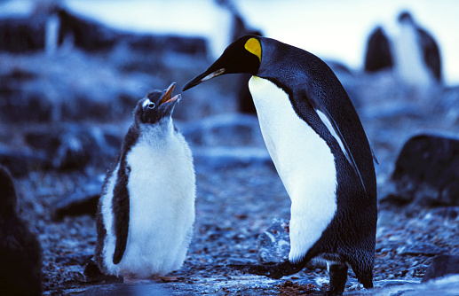 One wild king penguin (Aptenodytes patagonicus) walking through a gentoo penguin rookery, with a chick begging the adult for food.

Taken in Antarctica