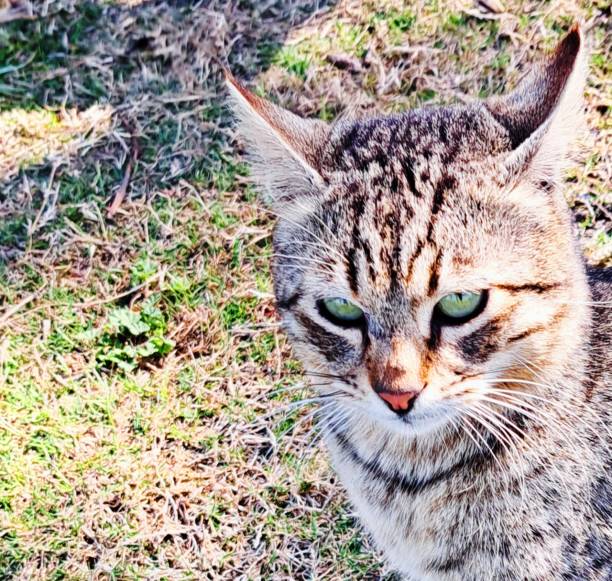 Acute wild cat that approaches people for food