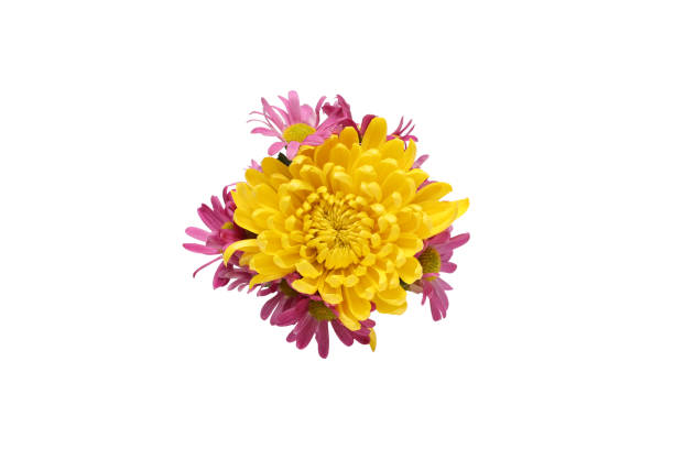 Close-up of a pink chrysanthemum with delicate water droplets on its petals and a bright yellow center. The soft background and vivid colors highlight the freshness and natural beauty of the flower after rain.