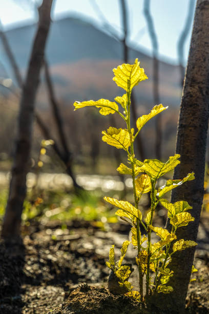 istock A green sprout after the wildfires in Evros region Greece, Parnitha, Evia, Euboea, Canada, Amazon 2087048209