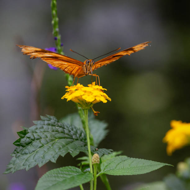 farfalla julia che raccoglie il polline da una pianta di lantana in fiore - insect animal eye flower flower head foto e immagini stock