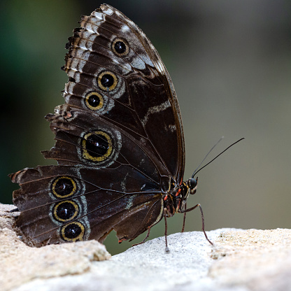 Side view macro close-up of a single Blue Morpho butterfly (Morpho Peleides) with upward spread wings perching on a rock, shallow DOF