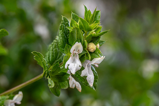 Close up of the white flowers of White Hedge-nettle scientific name Prasium majus growing on Mount Gilboa in Israel.