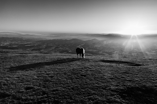 An horse pasturing on top of a mountain at sunset, with long shadow.