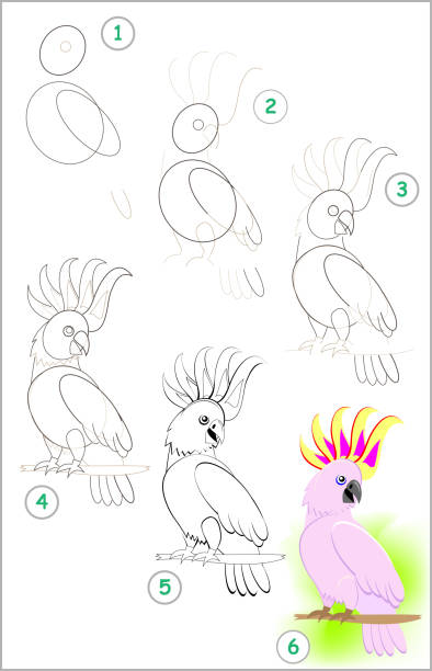 strona pokazuje, jak krok po kroku nauczyć się rysować uroczą małą papugę kakadu. rozwijanie umiejętności rysowania i kolorowania u dzieci. obraz wektorowy. - stepwise stock illustrations