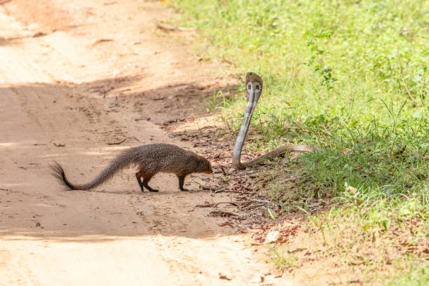 istock mongoose fights with an aggressive cobra in the wild 2087093001