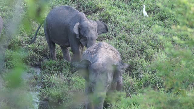 African elephants in the wild