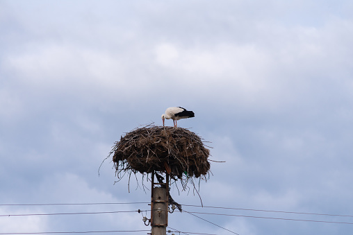 Stork is building nest on a telephone pole on an overcast day
