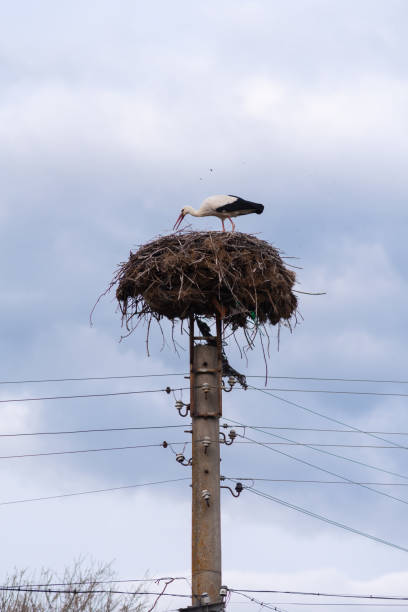 Stork is building nest on a telephone pole on an overcast day